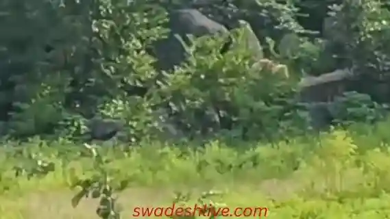 Marwahi: Rare white bear spotted in the forest, find out where bears are found in the country