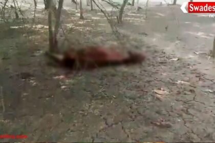 छत्तीसगढ़: बेमेतरा में गायों की मौत से मचा हड़कंप, 15 दिन से जारी है मौत का सिलसिला
