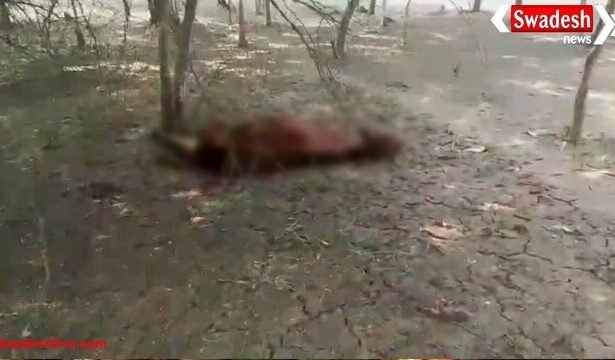 छत्तीसगढ़: बेमेतरा में गायों की मौत से मचा हड़कंप, 15 दिन से जारी है मौत का सिलसिला