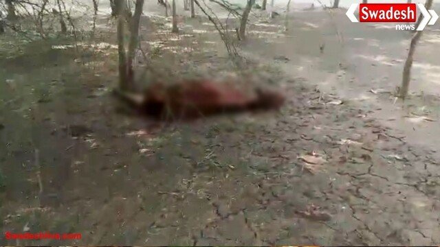 छत्तीसगढ़: बेमेतरा में गायों की मौत से मचा हड़कंप, 15 दिन से जारी है मौत का सिलसिला