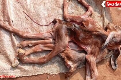 सूरजपुर: आठ पैर, तीन कान और दो कमर वाली बकरी का बच्चा जन्मा, जन्म के कुछ देर बाद मौत