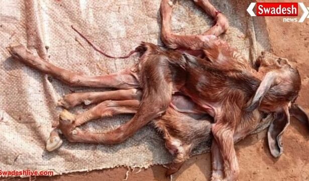 सूरजपुर: आठ पैर, तीन कान और दो कमर वाली बकरी का बच्चा जन्मा, जन्म के कुछ देर बाद मौत