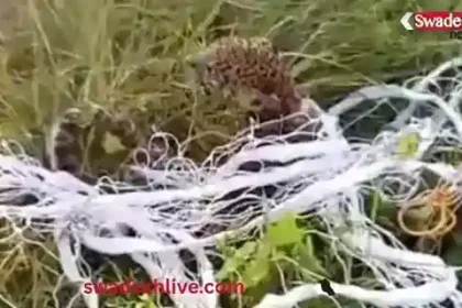 Maharajganj: A leopard cub strayed from the forest and landed in a field, trapped in a net, and was rescued by forest officials.