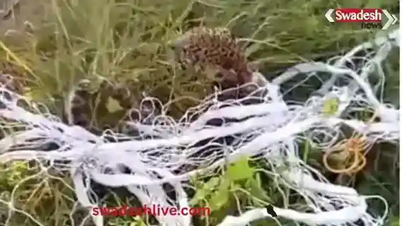Maharajganj: A leopard cub strayed from the forest and landed in a field, trapped in a net, and was rescued by forest officials.