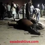 Udaipur: Out-of-control truck crushes 7 cows, killing 4; Collector's orders remain on paper.