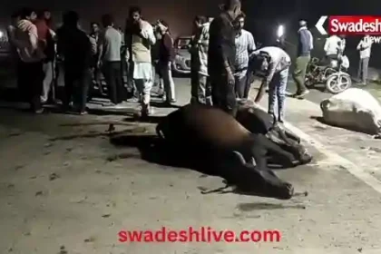 Udaipur: Out-of-control truck crushes 7 cows, killing 4; Collector's orders remain on paper.