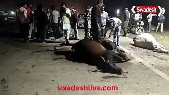 Udaipur: Out-of-control truck crushes 7 cows, killing 4; Collector's orders remain on paper.