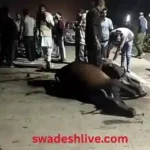 Udaipur: Out-of-control truck crushes 7 cows, killing 4; Collector's orders remain on paper.