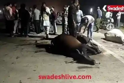 Udaipur: Out-of-control truck crushes 7 cows, killing 4; Collector's orders remain on paper.