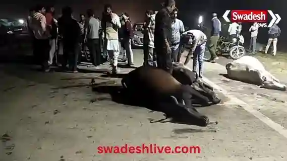 Udaipur: Out-of-control truck crushes 7 cows, killing 4; Collector's orders remain on paper.