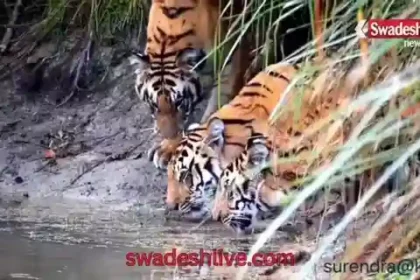 dudhwa-3-tigers-sighting-tourists-thrilled-lakhimpur-kheri