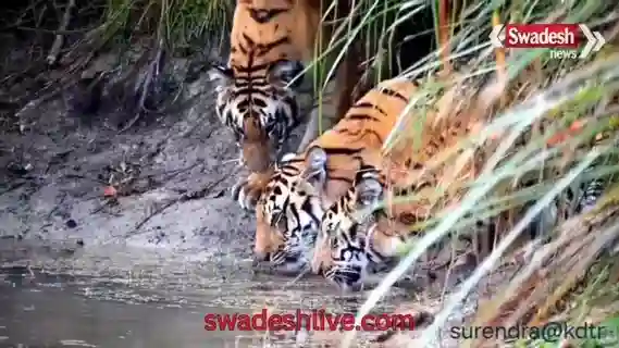 dudhwa-3-tigers-sighting-tourists-thrilled-lakhimpur-kheri