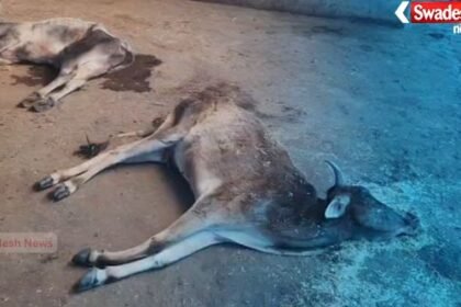 Madawara: Cowshed in a bad state, cows in tears, officials absent