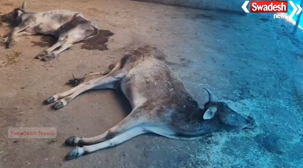 Madawara: Cowshed in a bad state, cows in tears, officials absent