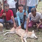 Bahraich: Wolf terror ends