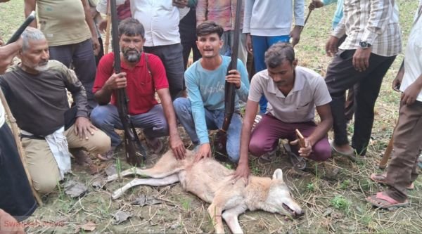 Bahraich: Wolf terror ends