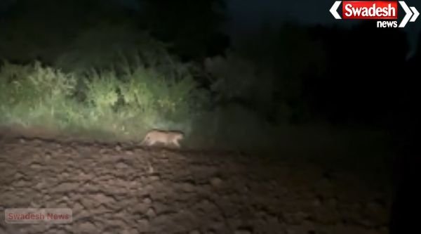 A leopard has been spotted in Bulandshahr's Pahasu area, sparking panic among villagers.