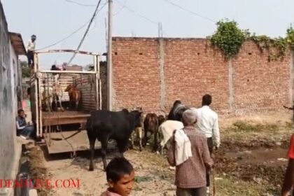 Relief to farmers from stray cattle in Nagla Ganga Ram