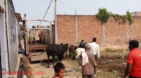 Relief to farmers from stray cattle in Nagla Ganga Ram