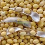 Bhopal: Model rate of soybean increased to Rs 4236 under Bhavantar Yojana