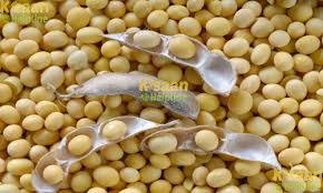 Bhopal: Model rate of soybean increased to Rs 4236 under Bhavantar Yojana