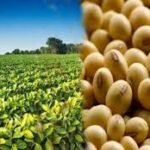 Bhopal: Model rate of soybean increased to Rs 4236 under Bhavantar Yojana