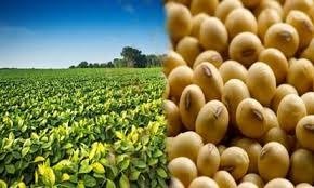 Bhopal: Model rate of soybean increased to Rs 4236 under Bhavantar Yojana