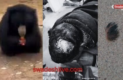 Bear attacks teacher during morning walk: Panic in Sarona, Forest Department and police on alert