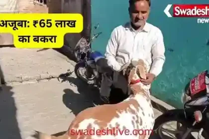 Amazing: What is so special about this goat that buyers have already offered a price of Rs 65 lakh, why is the owner not ready to sell it?