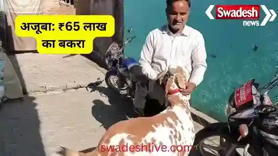 Amazing: What is so special about this goat that buyers have already offered a price of Rs 65 lakh, why is the owner not ready to sell it?