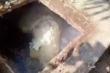 Cow dies in septic tank in Bemetara tehsil premises, demand for action against officials intensifies