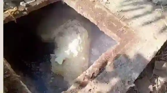 Cow dies in septic tank in Bemetara tehsil premises, demand for action against officials intensifies