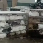 500 rabbits illegally kept at Dhanbad Railway Parcel Office, residents create ruckus
