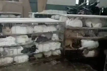 500 rabbits illegally kept at Dhanbad Railway Parcel Office, residents create ruckus