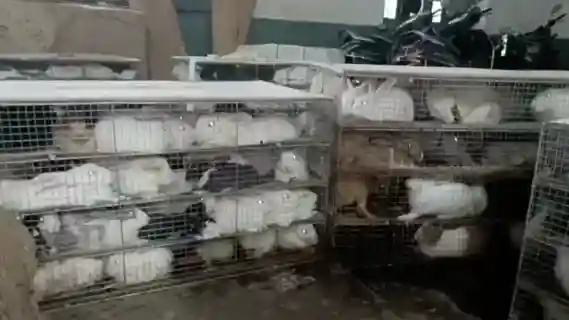 500 rabbits illegally kept at Dhanbad Railway Parcel Office, residents create ruckus