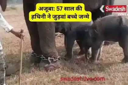 elephant-anarkali-gave-birth-twin-calves-panna-tiger-reserve-madhya-pradesh