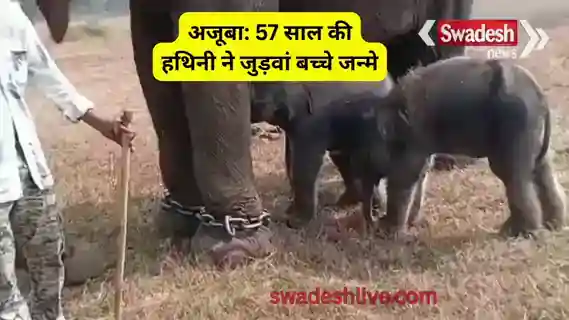 elephant-anarkali-gave-birth-twin-calves-panna-tiger-reserve-madhya-pradesh