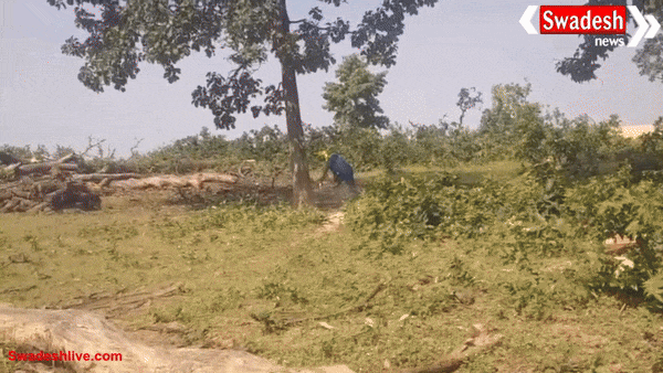 अंबिकापुर में कोल कंपनी की मनमानी: सैकड़ों साल पुराने साल के पेड़ों की अवैध कटाई जारी