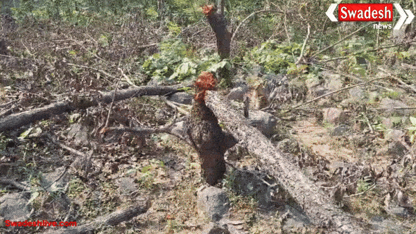 काँकेर जिले के चारामा में वन विभाग की बड़ी लापरवाही: डेढ़कोहका में अवैध पेड़ कटाई का मामला