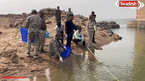 कोर्ट के आदेश से कछूआ-घड़ियालों को मिली आजादी, 5 माह बाद चंबल में रिलीज