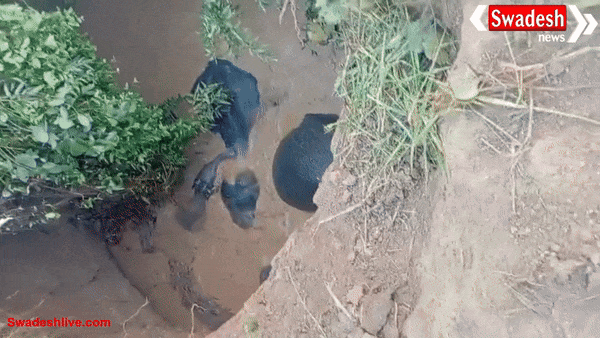 CG: बलौदाबाजार के हरदी गांव में चार हाथी कुएं में गिरे, रेस्क्यू जारी – एक शावक भी शामिल