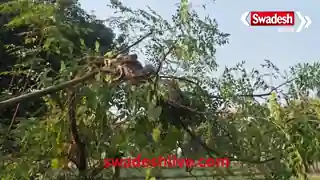 A giant 8-foot python was spotted in Fatehpur, causing panic among villagers.