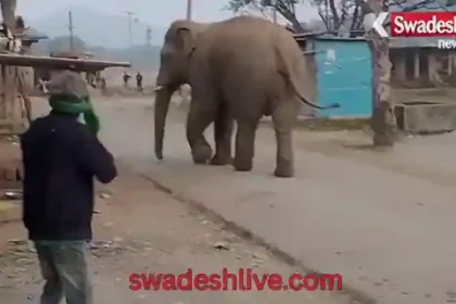 lohardaga-kairo-wild-elephant-village-incident-25-nov