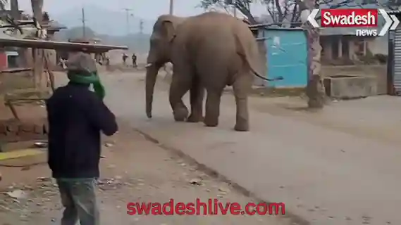 lohardaga-kairo-wild-elephant-village-incident-25-nov