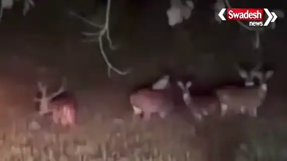 kirgoli-pahad-kanker-deer-herd-viral-wildlife-conservation