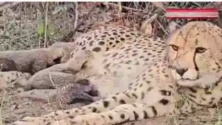 India Cheetah Project Success: Born in Kuno, 'Mukhi' gives birth to 5 cubs, cheetah population increases to 32