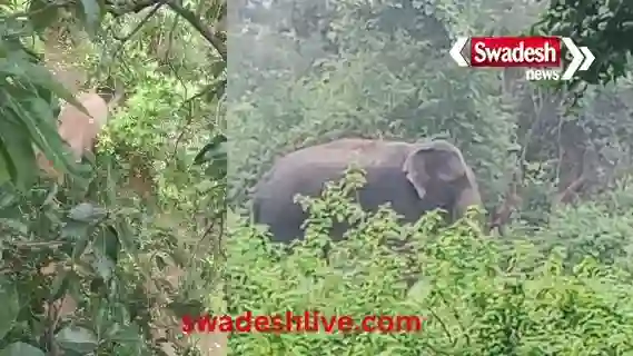 Marwahi: A herd of elephants returns, destroying the crops of 13 farmers, leaving villagers terrified.