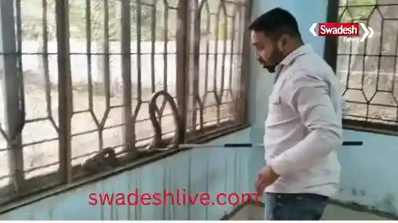 Korba: A 7-foot-long snake caused panic at the INTUC office, with the rescue team struggling to catch it.