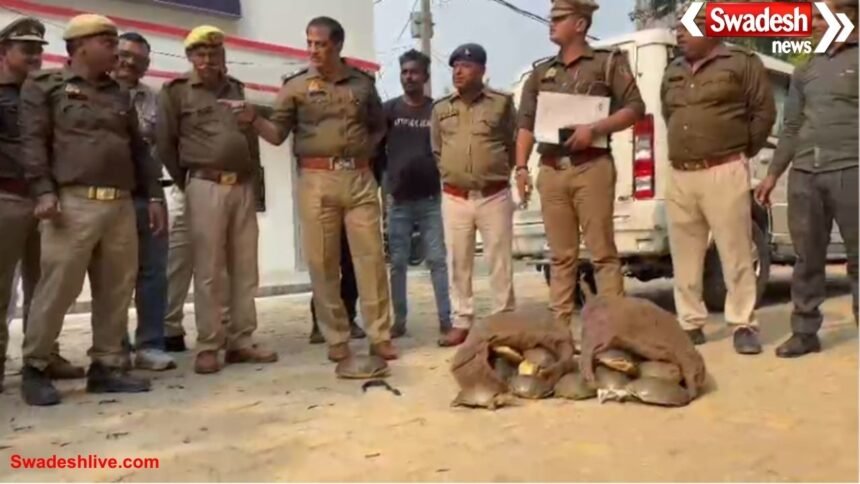 Major action in Mainpuri: Police nab two turtle smugglers