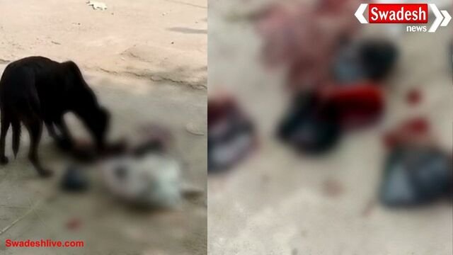 डबरा: ब्लड बैंक में बड़ी लापरवाही, कचरे में मिले कई खून के पैकेट्स, स्वास्थ्य व्यवस्था पर उठे सवाल